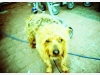 Dog at the supermarket
