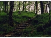 Fangorn Forest
