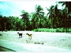 Goats on the beach