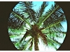 Palm tree