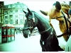 Police horses
